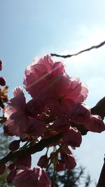 Low angle view of pink flowers blooming against clear sky