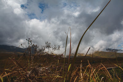 Grass on field against sky