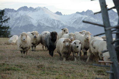 Sheep on landscape against sky