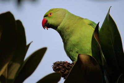 Close-up of parrot perching on plant