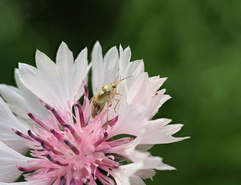 Close-up of bee pollinating flower