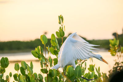 Close-up of a bird against the sky