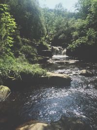 Scenic view of river in forest