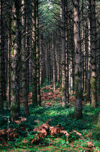 Pine trees in forest