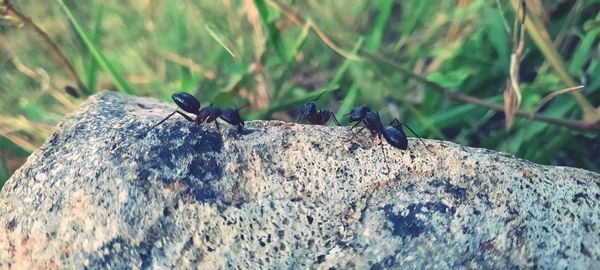 Close-up of insect on tree trunk