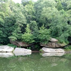 Trees growing in water