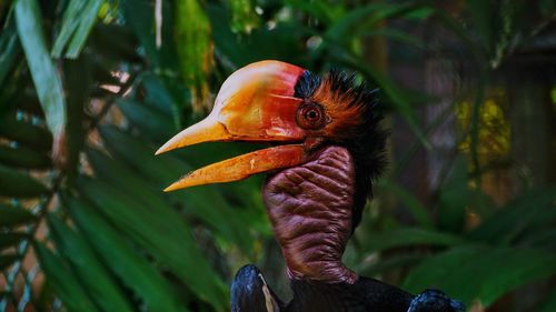 Close-up of a helmeted horbill bird