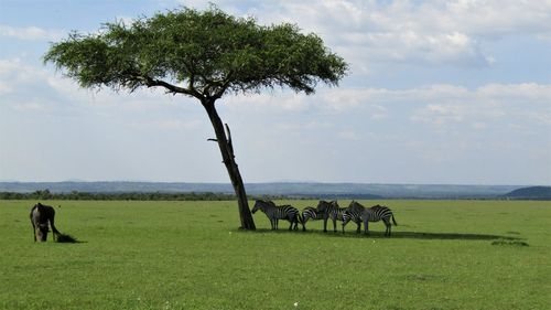 Zebras in the shade