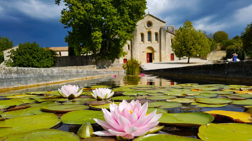 Lotus water lily in lake