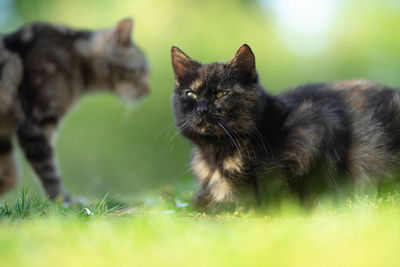 Cat looking away