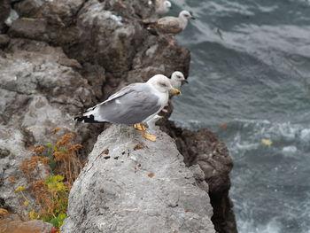 Close-up of seagull perching on rock