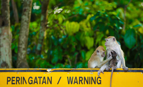 Family of monkey sitting on sign board against trees at zoo