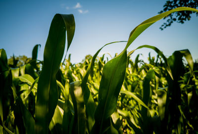 Close-up of crops growing on field against sky