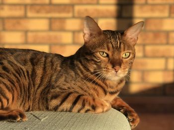Close-up portrait of bengal cat