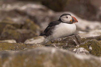 Close-up of puffin perching on rock