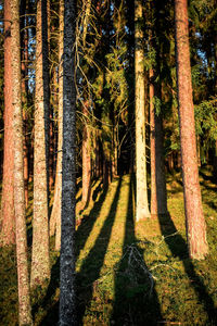 Trees in forest