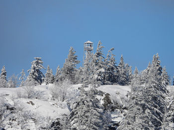 Low angle view of snow covered trees against clear blue sky