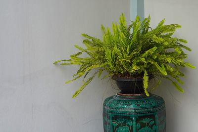 Close-up of potted plant against wall