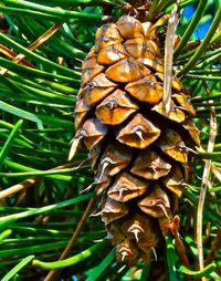 Close-up of leaves