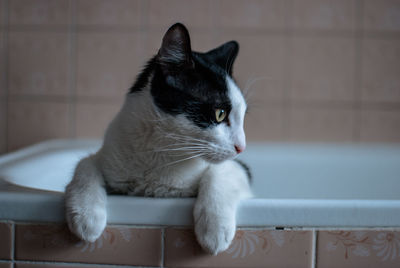 Close-up of kitten on bathtub while looking away in bathroom