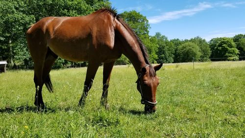 Horse grazing in field