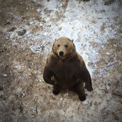 High angle portrait of an animal