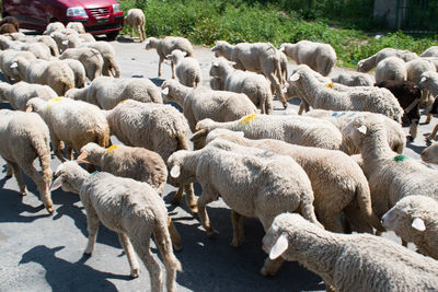 Flock of sheep on field