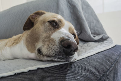 Close-up of dog lying on bed