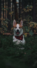 Portrait of dog running on field