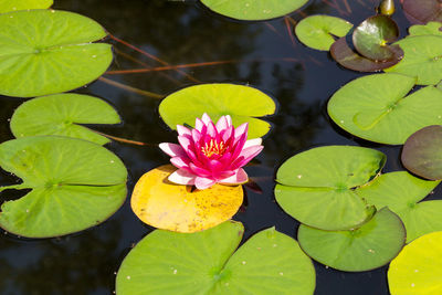 Close-up of lotus water lily in pond