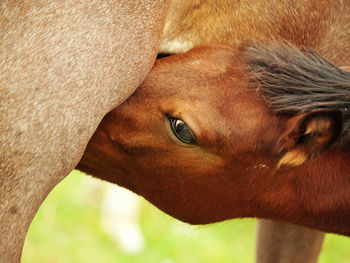 Close-up of horse nursing