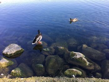 High angle view of ducks swimming on lake