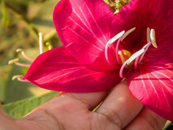 Close-up of cropped hand holding pink flower
