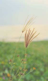 Close-up of plant growing on field