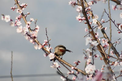 Cherry blossoms in spring