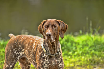 Portrait of dog lying on land