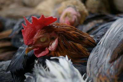 Close-up of rooster