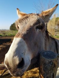 Close-up of a horse on field