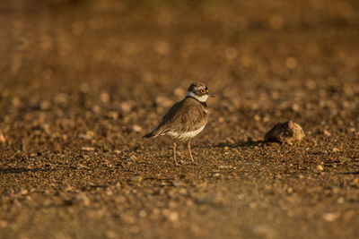 Bird perching on a field