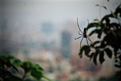 Close-up of spider on web against window