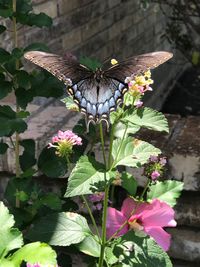 Butterfly on flower