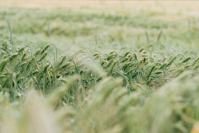 Full frame shot of grass