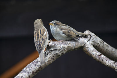 Close-up of bird perching on branch