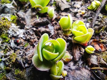 High angle view of plant growing on field