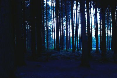 Trees in forest against sky