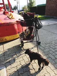 High angle view of dog on street