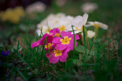 Close-up of pink flowering plants on field