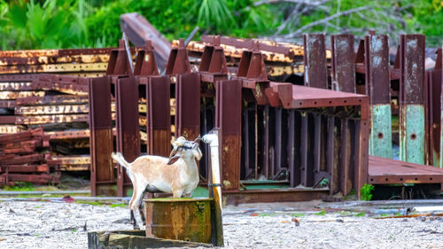 Goat drinking water from a spigot