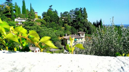 Plants by trees against clear sky