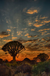 Scenic view of tree against dramatic sky